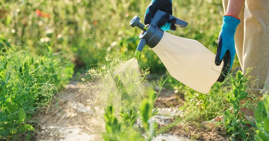 controle de pragas em Blumenau