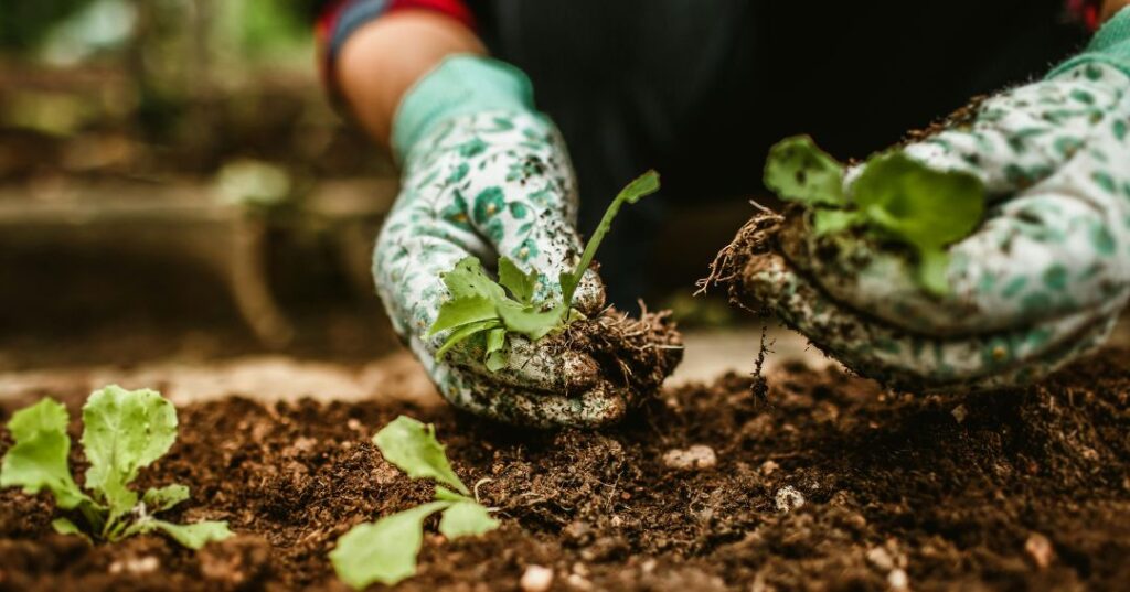 manutenção de jardins em Blumenau